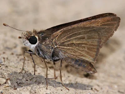 Gegenes pumilio