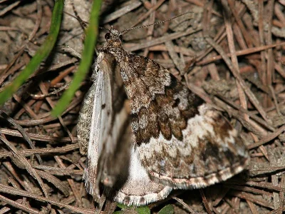 Colostygia turbata