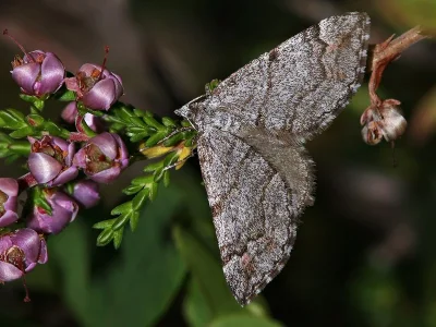 Carsia sororiata