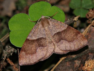 Plagodis pulveraria