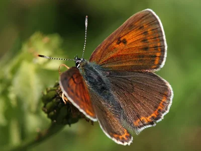 Lycaena (Heodes) hippothoe