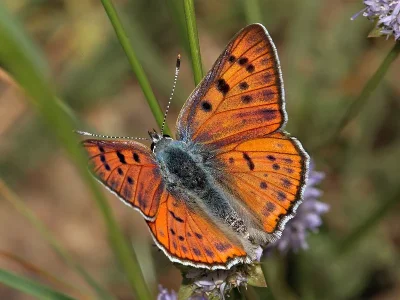 Lycaena (Thersamolycaena) alciphron
