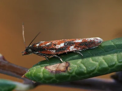Acleris hyemana