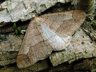 Agriopis marginaria