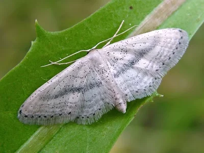 Idaea leipnitzi