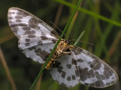 Abraxas (Calospilos) sylvata