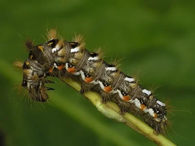 Acronicta (Viminia) rumicis