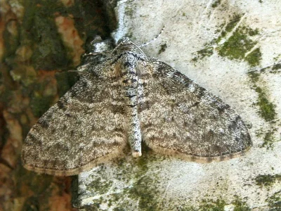 Lobophora halterata