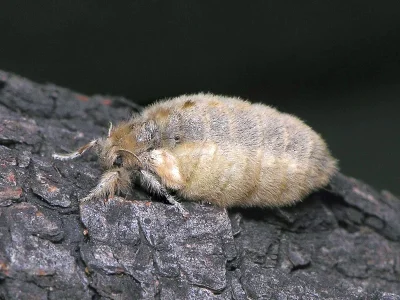 Orgyia (Orgyia) antiqua