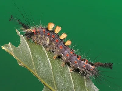 Orgyia (Orgyia) antiqua