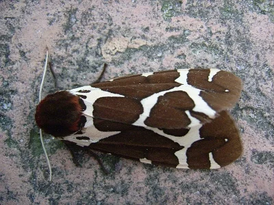 Arctia caja