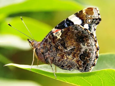 Vanessa atalanta