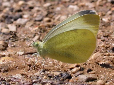 Pieris (Artogeia) ergane