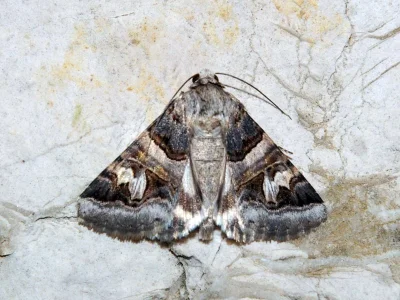 Drasteria cailino