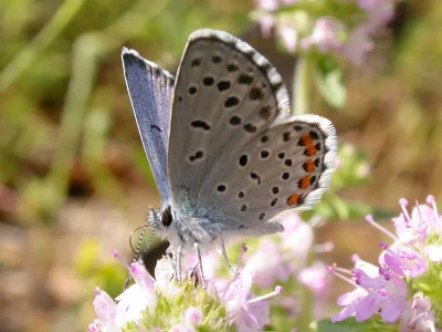 Pseudophilotes vicrama