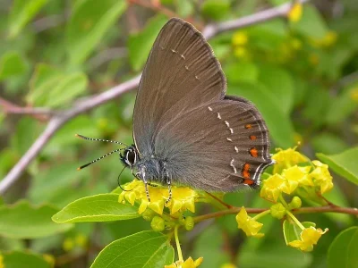Satyrium (Nordmannia) ilicis