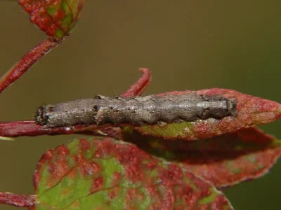 Allophyes (Allophyes) oxyacanthae