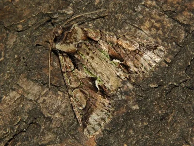 Allophyes (Allophyes) oxyacanthae