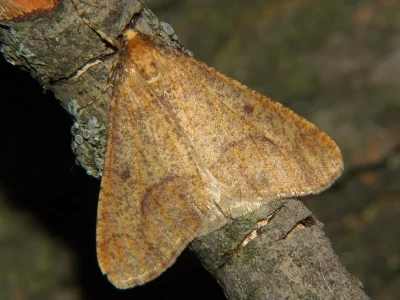 Erannis defoliaria