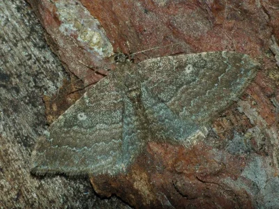Orthonama obstipata