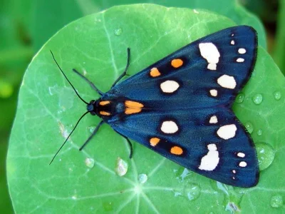 Callimorpha dominula