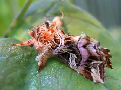 Callopistria juventina