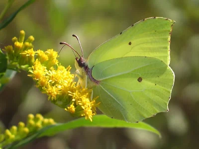 Gonepteryx rhamni