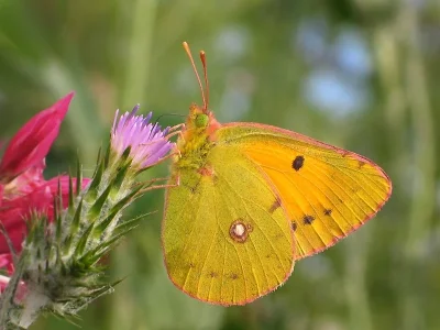 Colias croceus