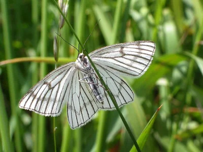 Siona lineata