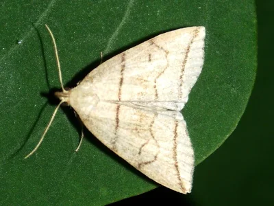 Herminia grisealis
