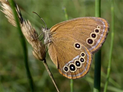 Coenonympha oedippus