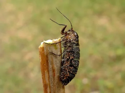 Lycia pomonaria