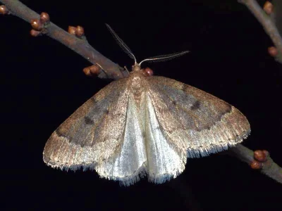 Theria rupicapraria