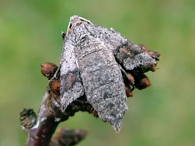 Theria rupicapraria
