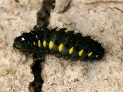 Zygaena (Agrumenia) exulans