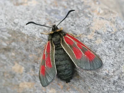 Zygaena (Agrumenia) exulans