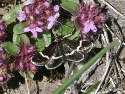 Pyrausta cingulata