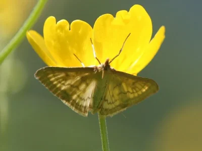 Paratalanta pandalis