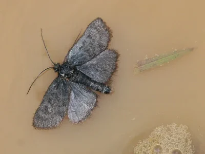 Metaxmeste phrygialis