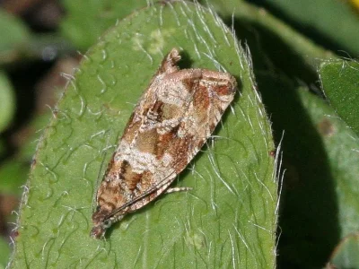 Celypha cespitana
