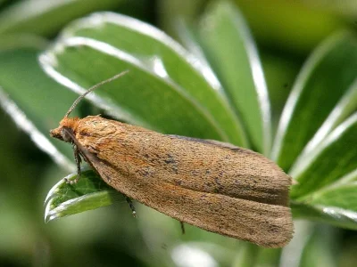 Aphelia (Aphelia) viburnana