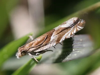 Ancylis comptana