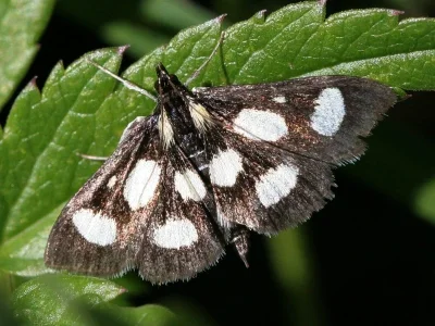 Anania funebris