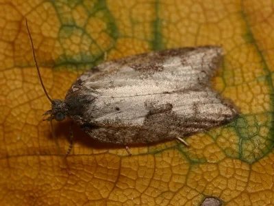 Acleris schalleriana