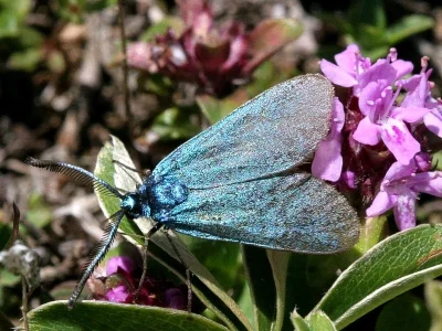 Adscita (Adscita) alpina