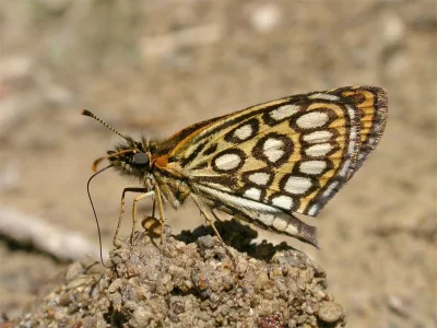 Heteropterus morpheus