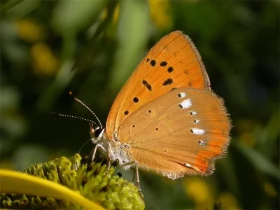 Lycaena (Heodes) virgaureae