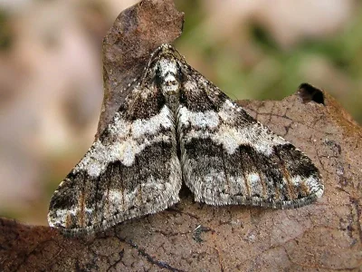 Agriopis leucophaearia