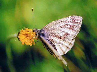 Pieris (Artogeia) bryoniae