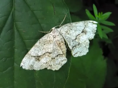 Ectropis crepuscularia